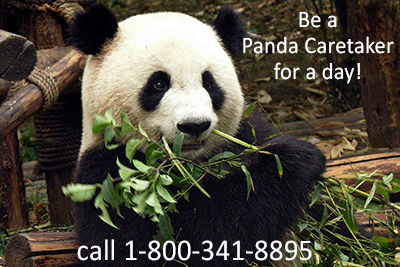 Be a Panda Volunteer Caretaker for a day on the China Tibet Dream Tour