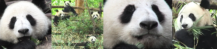 Giant Pandas